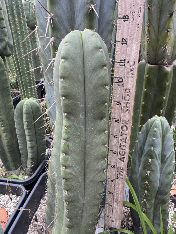 T. cordobensis - Image 2