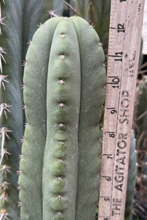 T. cordobensis