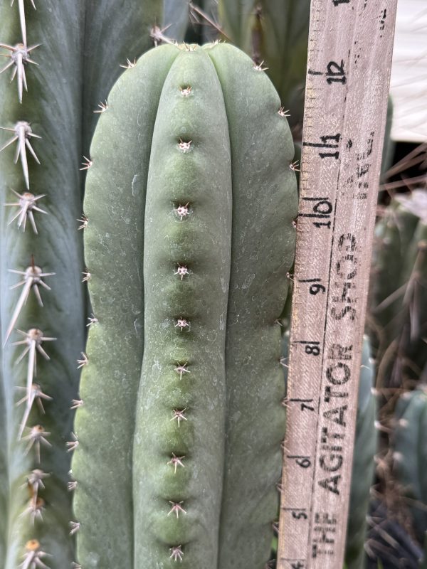 T. cordobensis
