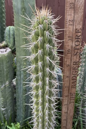 Weberbauerocereus cuzcoensis