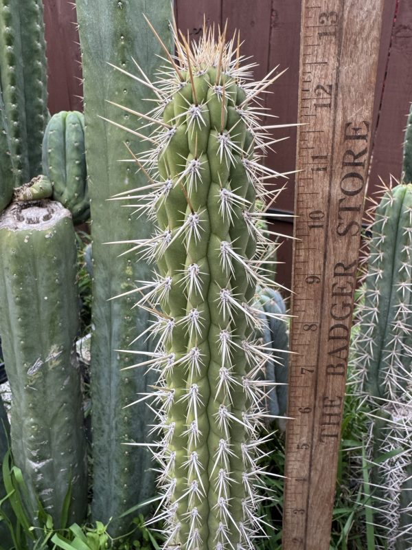 Weberbauerocereus cuzcoensis