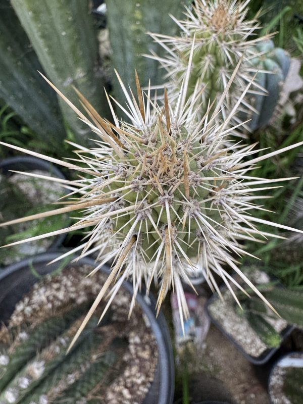 Weberbauerocereus cuzcoensis - Image 2