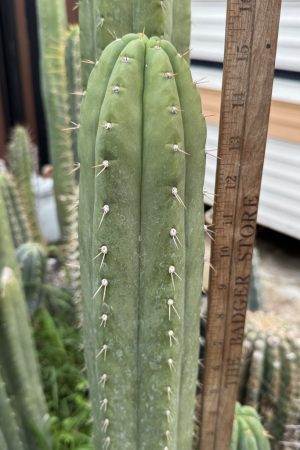 Nuestra Bonita