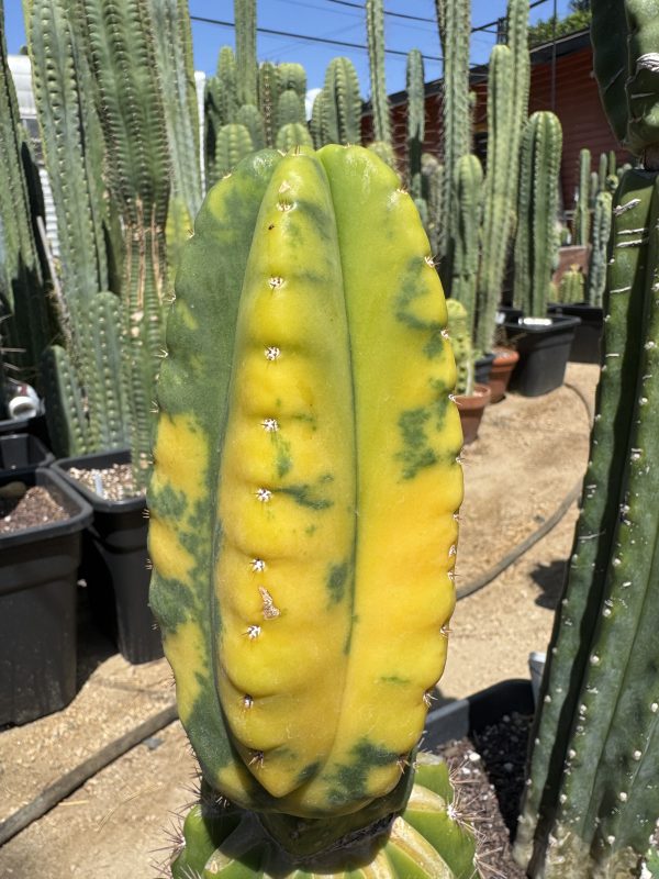 Variegated Vitiligo - Image 10