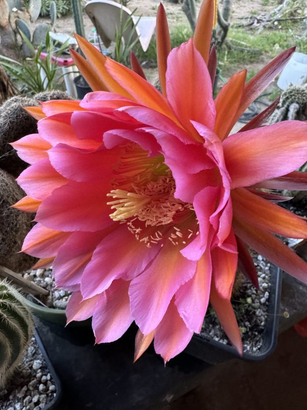 (Flying Dragon x Anhalt) x E. Melanoptamica