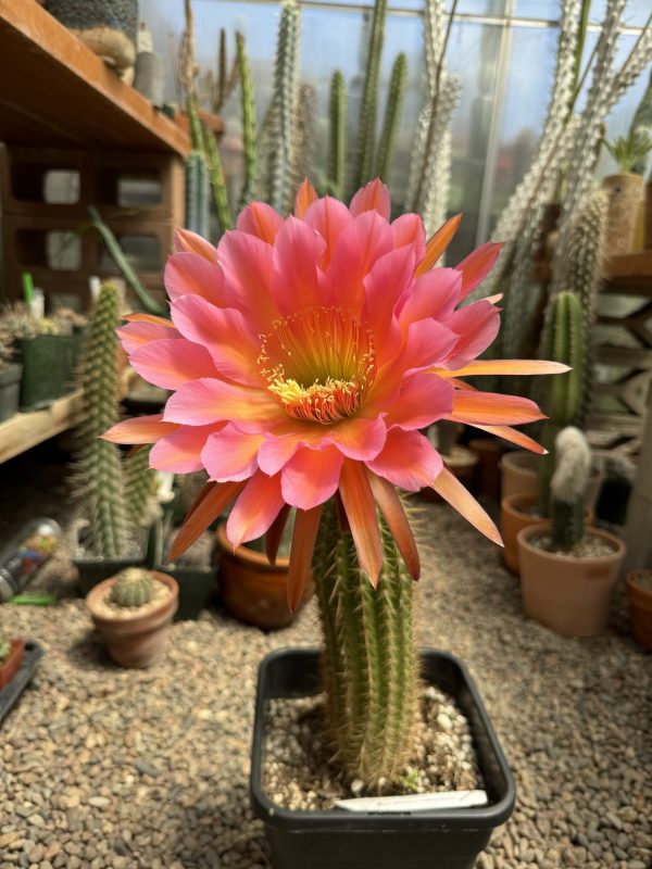 (Flying Dragon x Anhalt) x E. Melanoptamica - Image 3