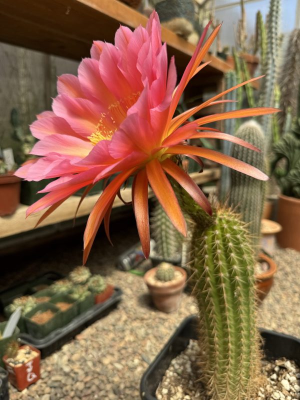 (Flying Dragon x Anhalt) x E. Melanoptamica - Image 2