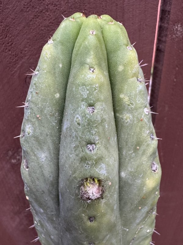 Star Ayacucho OP (subdenduata?)