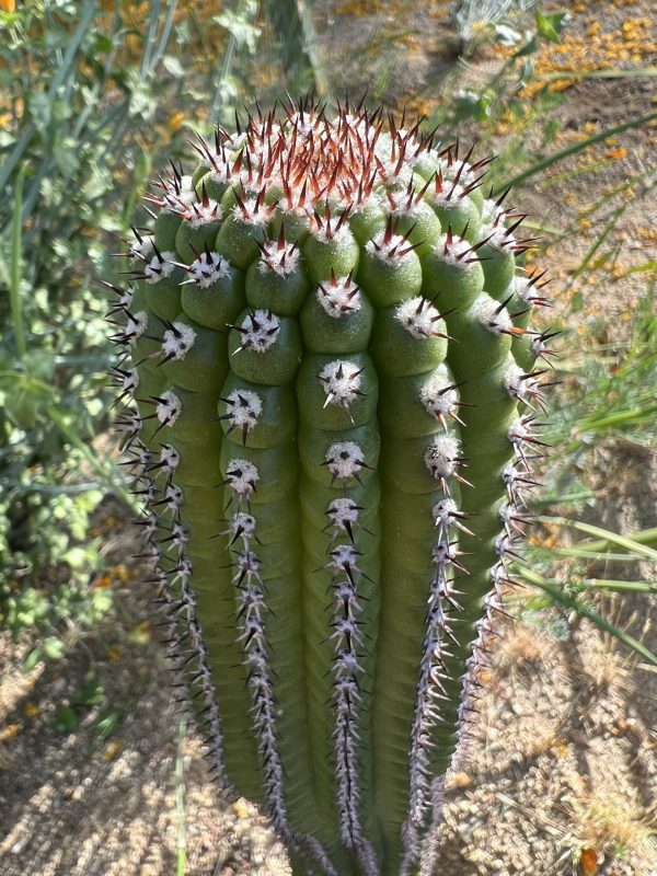 Brevi x (Madame Pompadour x Epic/Pisac)
