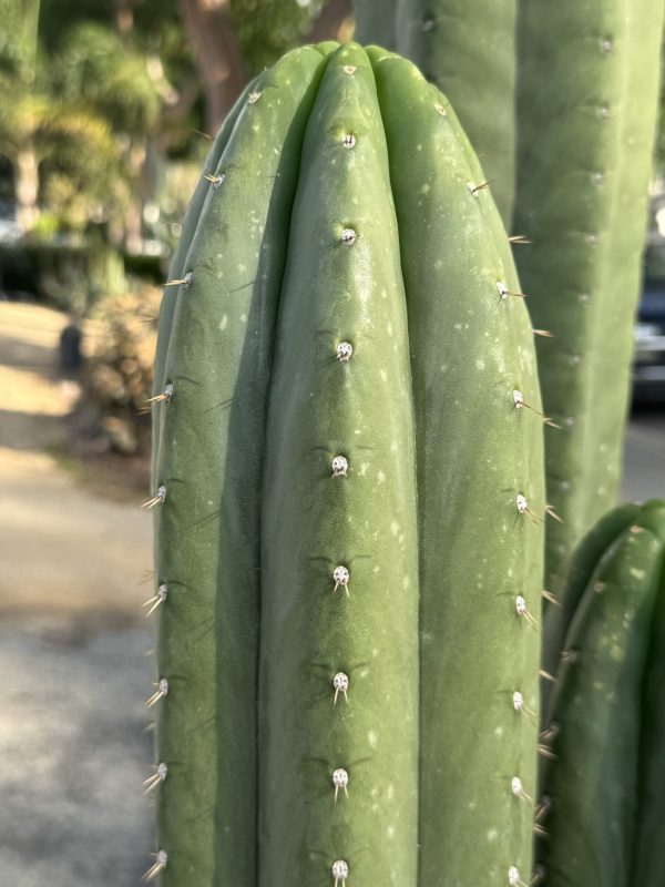 Nuestra Bonita - Image 4
