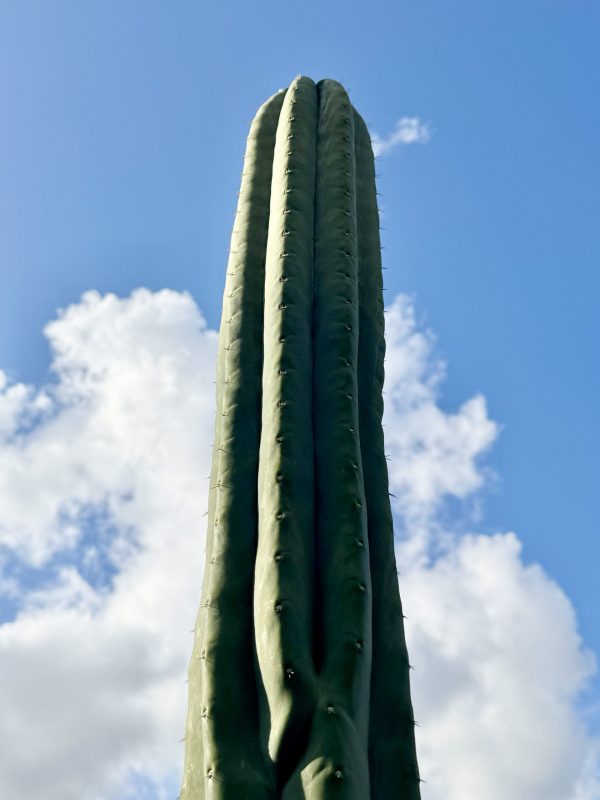 Nuestra Bonita - Image 2