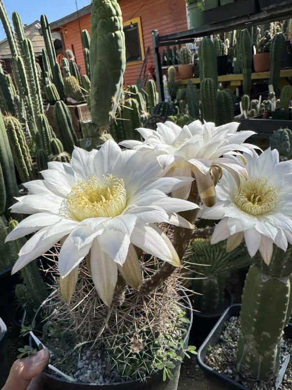 E. melanoptamica x Parque BK08611.4cl. A - Image 3