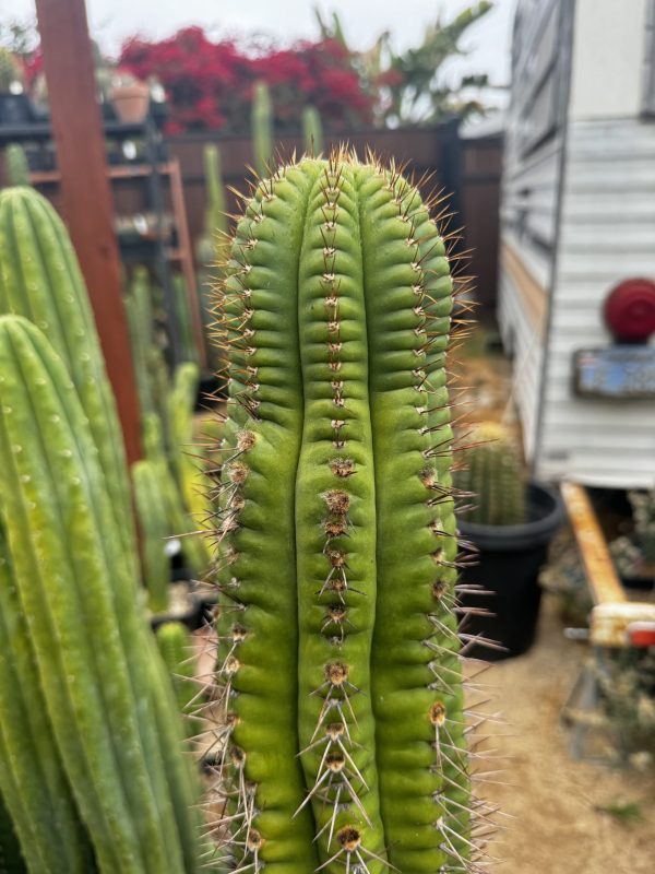 E. melanoptamica x Parque BK08611.4cl. A - Image 2