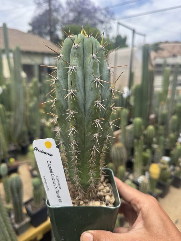 Capital Cactus x Rosei #2 - Image 3