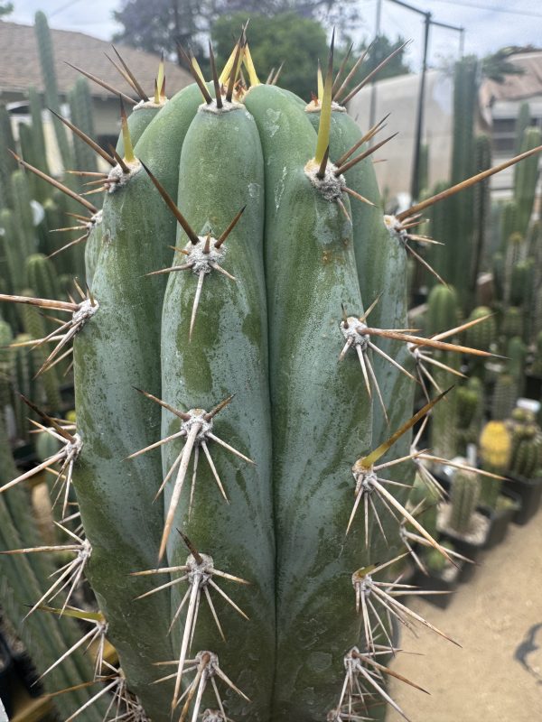 Capital Cactus x Rosei #2 - Image 4