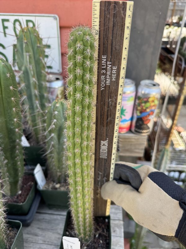 Loxanthocereus sulcifer - Image 2