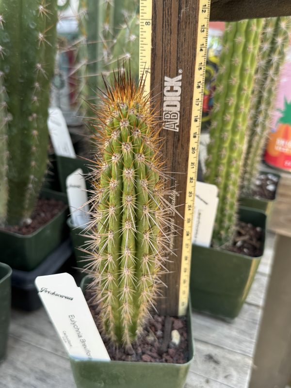 Eulychnia breviflora - Image 3