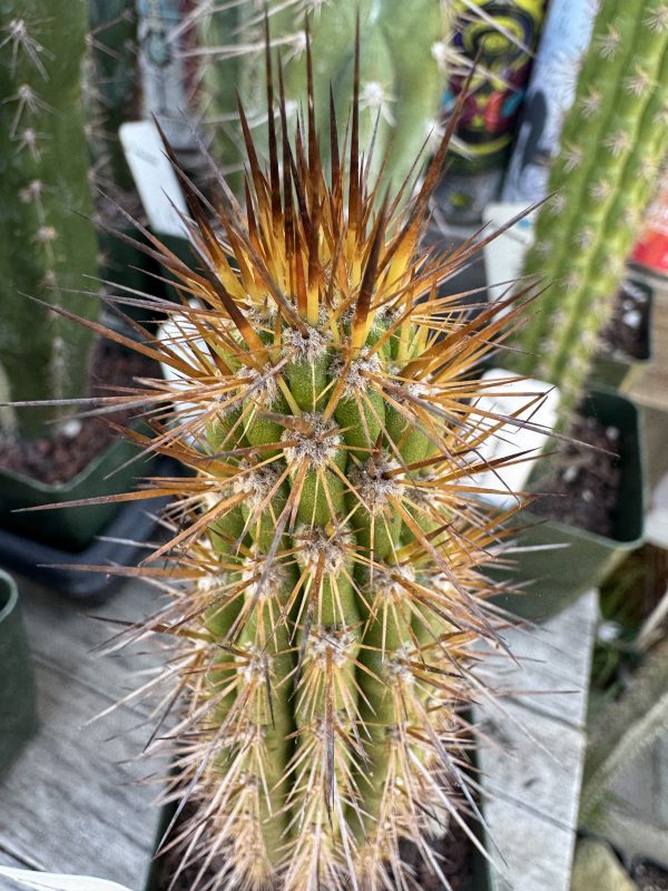 Eulychnia breviflora