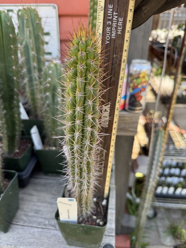 Eulychnia castanea - Image 2