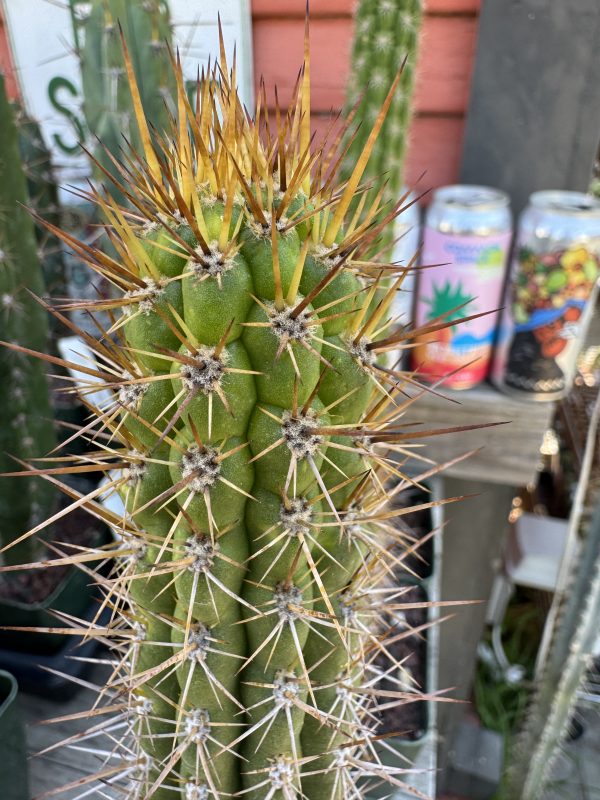 Eulychnia castanea - Image 3
