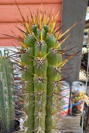 Eulychnia castanea