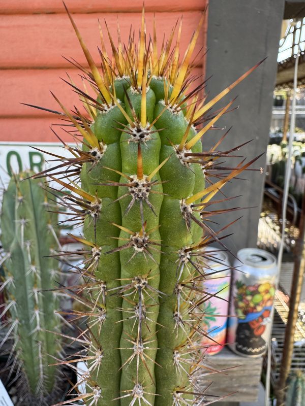 Eulychnia castanea