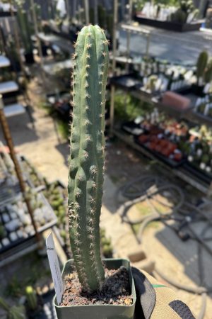 T. chalaensis x TPM
