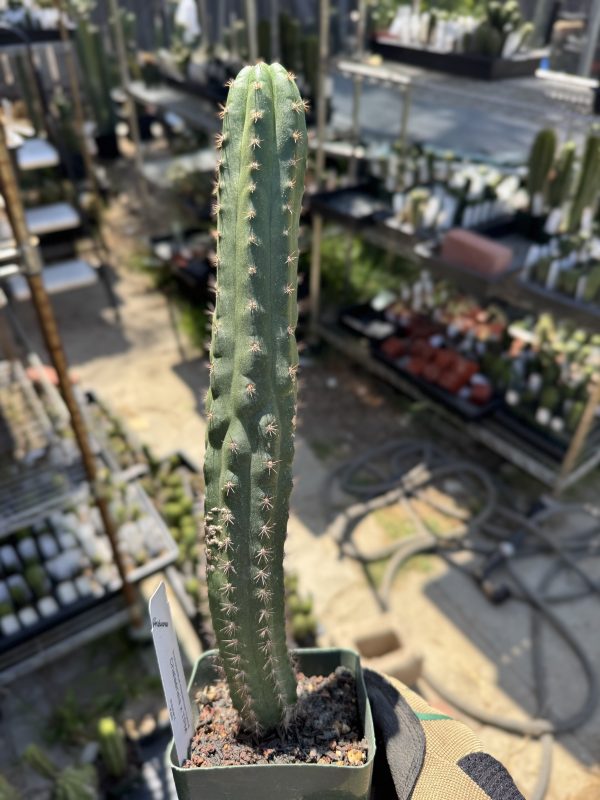 T. chalaensis x TPM