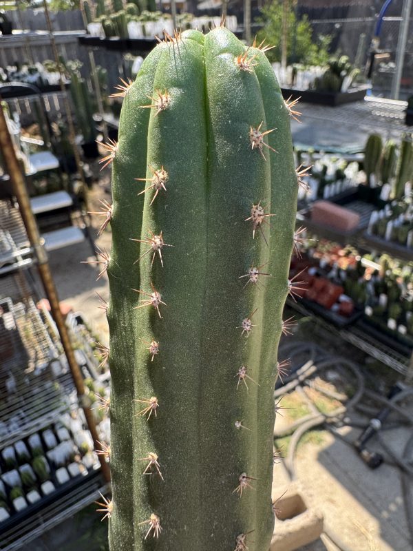 T. chalaensis x TPM - Image 5