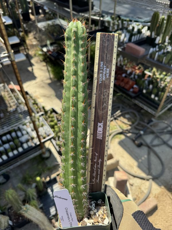 T. chalaensis x TPM - Image 4