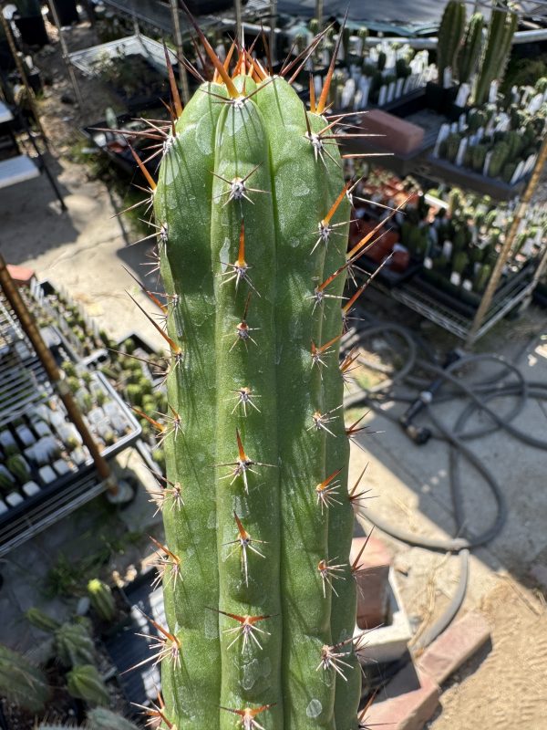 T. chalaensis x TPM - Image 3