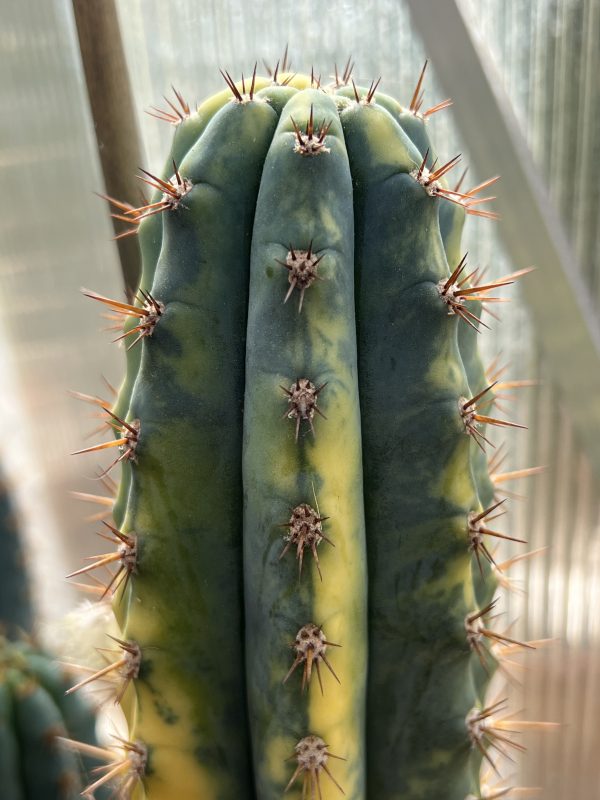 Variegated JS47V - Image 5