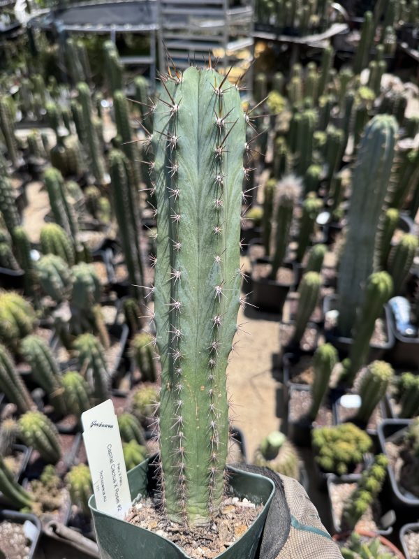 Capital Cactus x Rosei #2 - Image 5