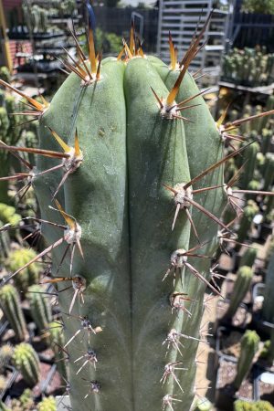 Capital Cactus x Rosei #2