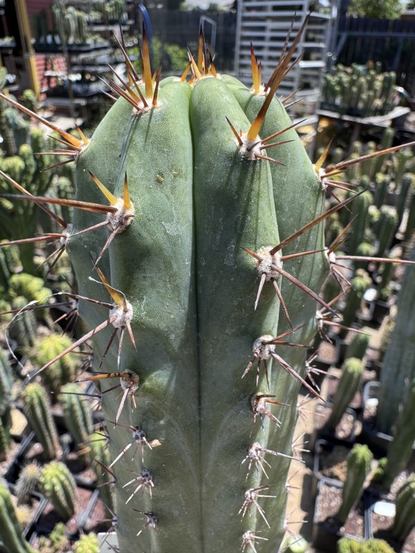 Capital Cactus x Rosei #2
