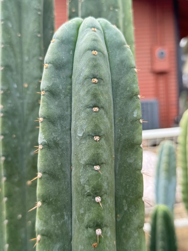 Vilcabamba b