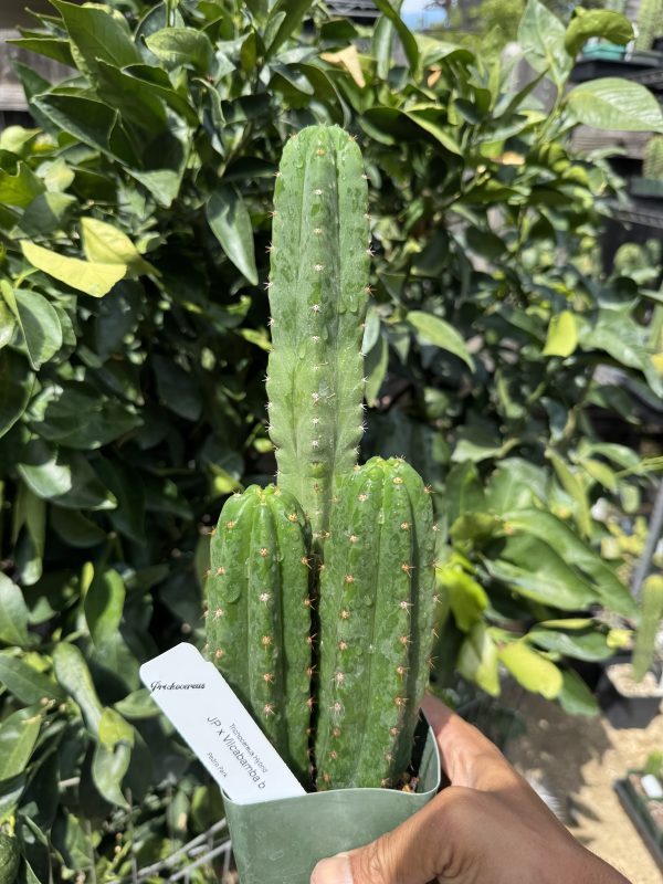 JP x Vilcabamba b