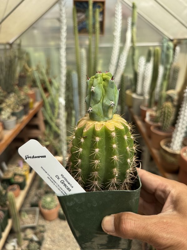 Myrtillocactus Grecas graft - Image 12