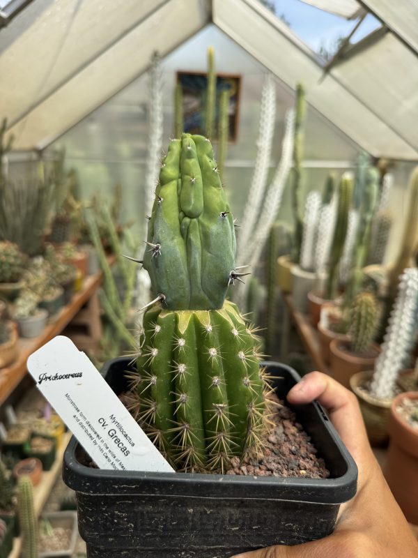 Myrtillocactus Grecas graft - Image 11