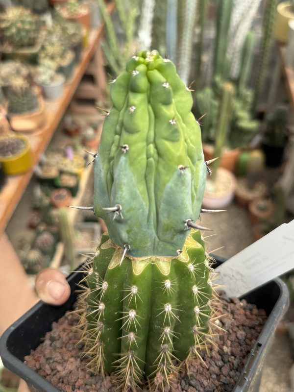 Myrtillocactus Grecas graft - Image 10