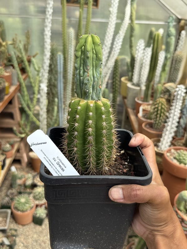 Myrtillocactus Grecas graft - Image 9