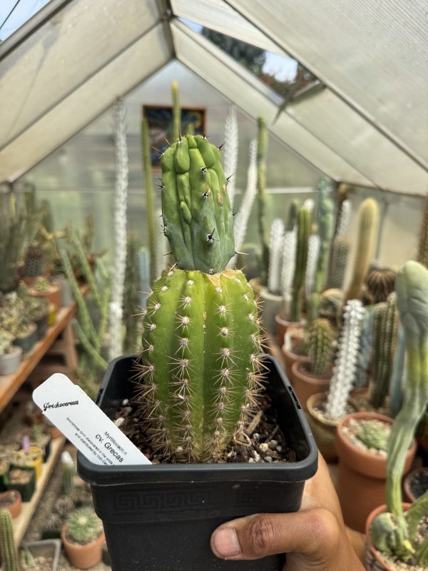 Myrtillocactus Grecas graft - Image 8