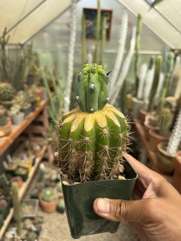 Myrtillocactus Grecas graft - Image 7