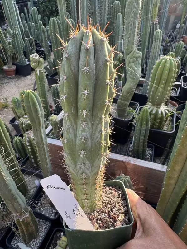 Icaro DNA