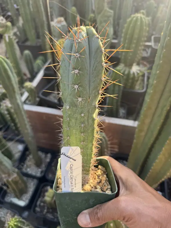 Capital Cactus x Rosei #2