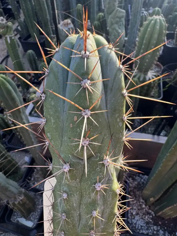 Capital Cactus x Rosei #2 - Image 2