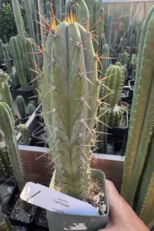 La Florida