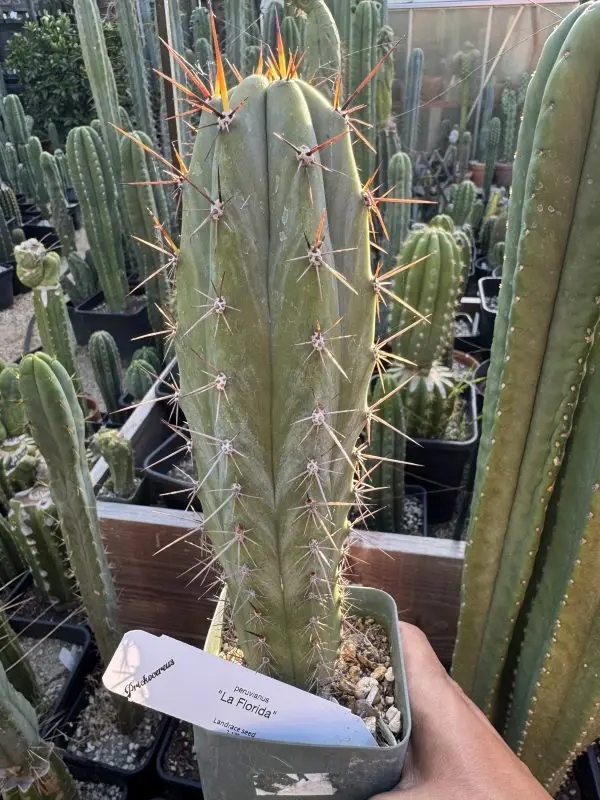 La Florida