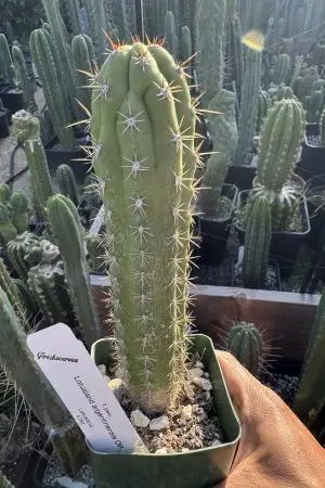 Lotusland Argentinensis OP