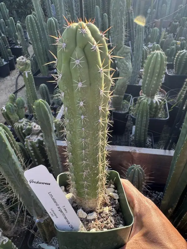 Lotusland Argentinensis OP